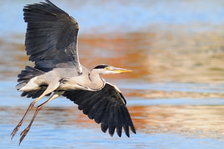 Grey heron flying - WWT stock 966x644.jpg